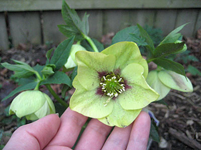 Hellebore