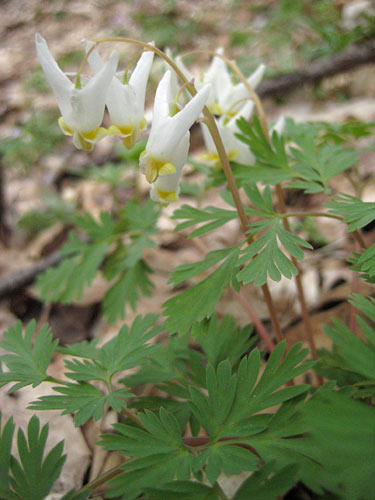 Dutchman's Britches (Dicentra cucullaria)