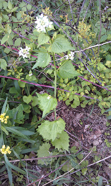 Garlic Mustard Year 2