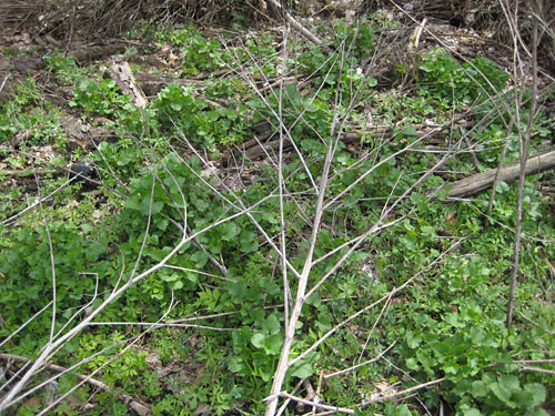 Garlic Mustard Minions