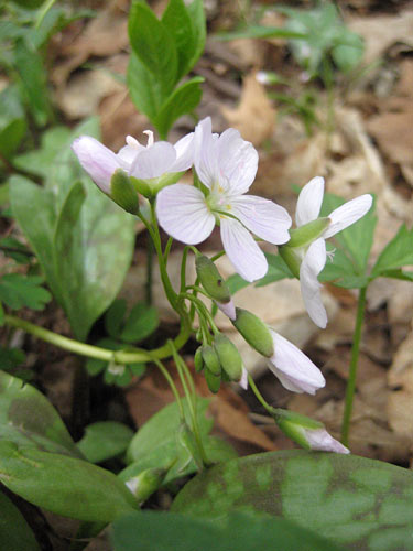 Spring Beauty (Claytonia virginica)