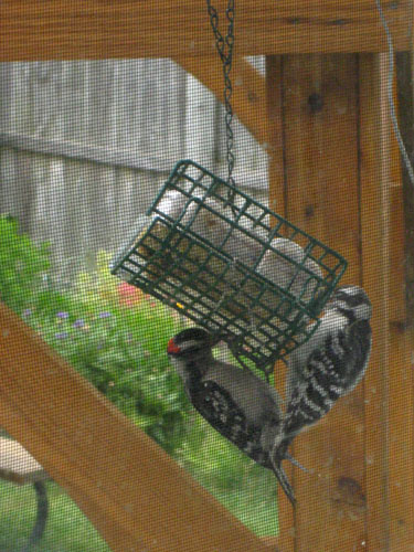 Downy Woodpeckers at Suet Feeder