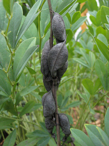 False Indigo