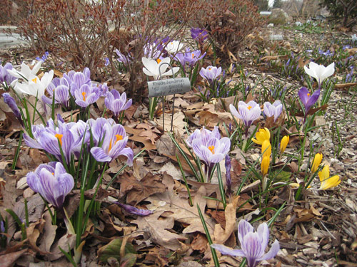 Crocus