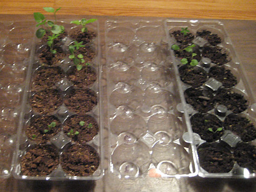 Seedling Tray