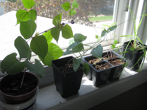 Grown Seedlings