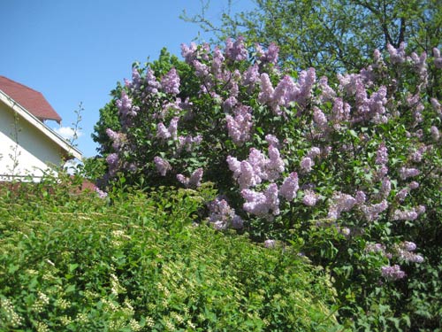 051513_lilac