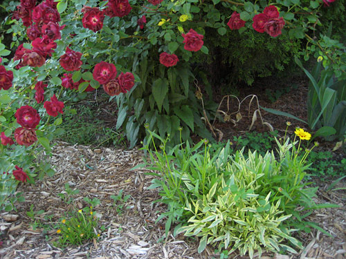 Coreopsis South Bed