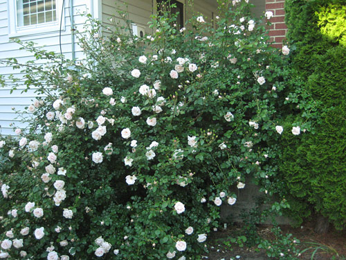 Climbing Rose