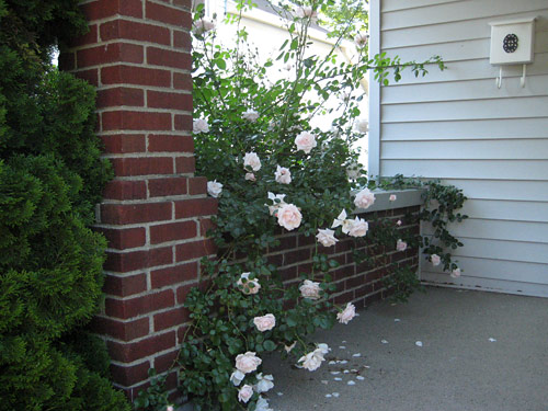 Climbing Rose on Porch