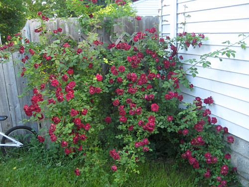 Red Roses