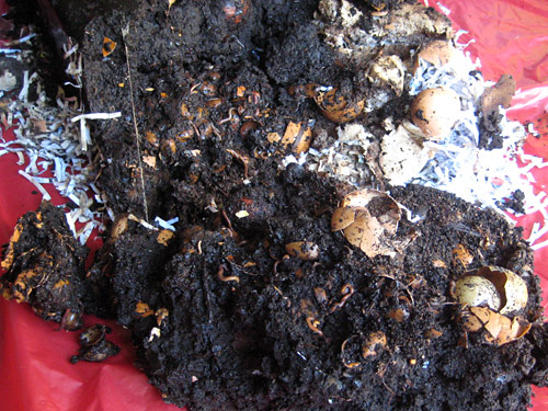 Vermicompost Bin Contents