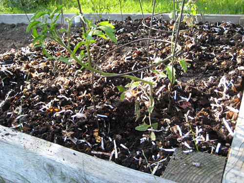 Worm Castings in Garden