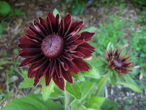 Cherry Brandy Rudbeckia