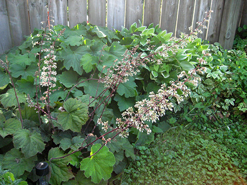 Heuchera in Bloom