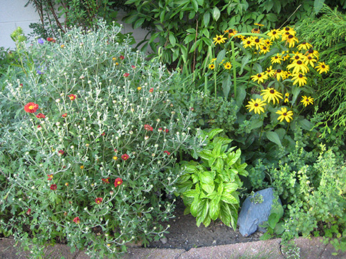 Backyard Bed Blooms