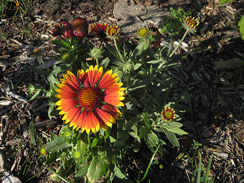 Blanket Flower in Bloom