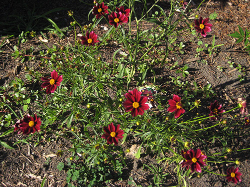 Coreopsis Mercury Rising