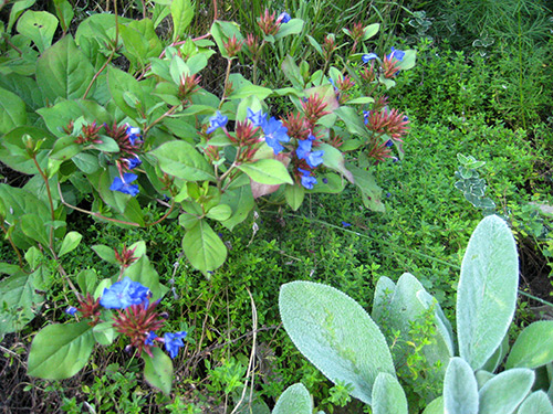 Plumbago