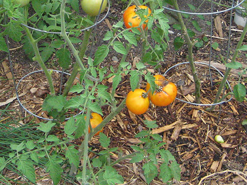 Growth Cracks in Tomatoes