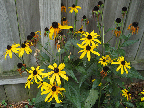 Black Eyed Susan