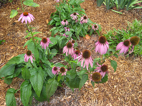 Coneflowers