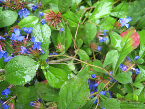 Plumbago