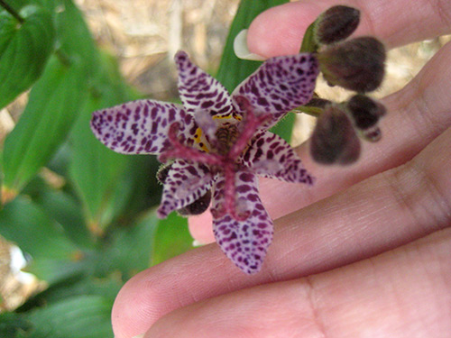 Toad Lily