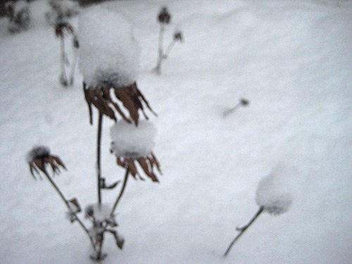 Coneflowers in Winter