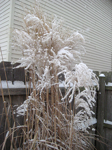 Maiden Hair Grass with Snow
