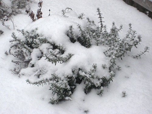 Winter Savory with Snow