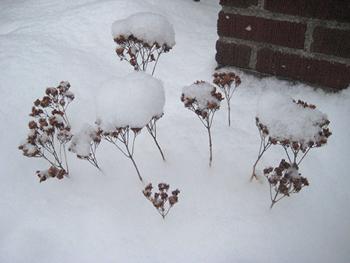 Sedum in Winter