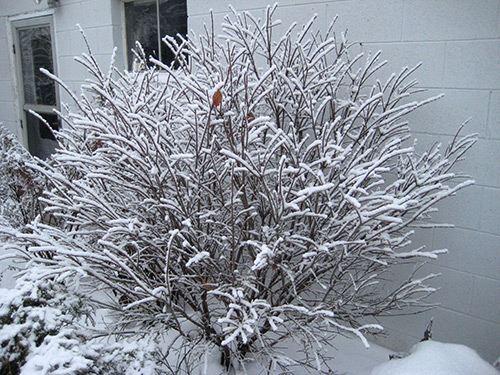 Burning Bush in Winter