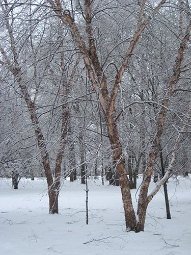 122213_winter-bark