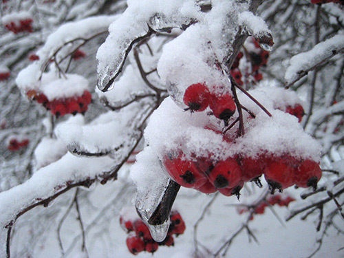 122213_winter-berries2