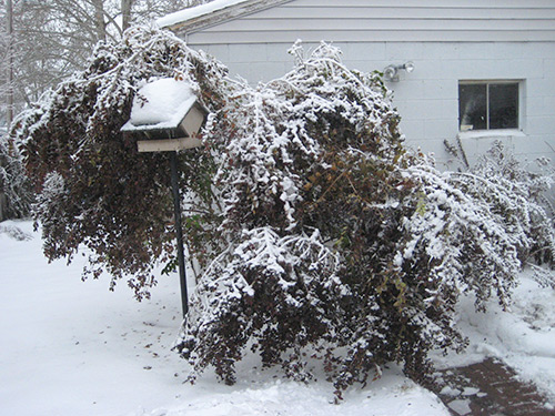 Privet After Ice Storm