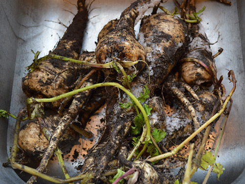 Parsnip Harvest