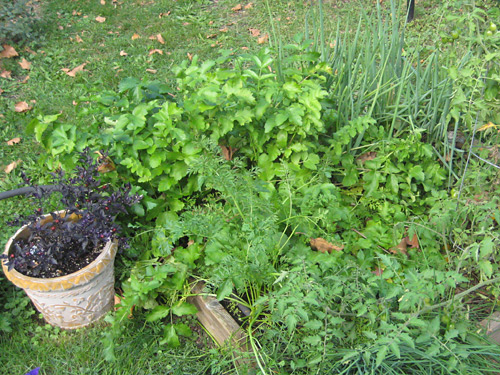 Parsnip Greens