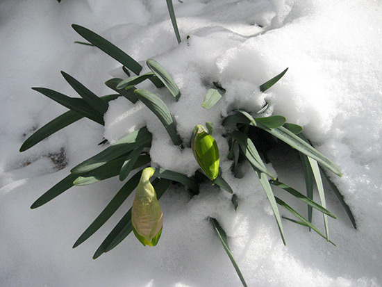 Daffodil