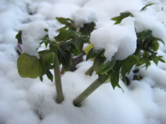 Lenten Rose