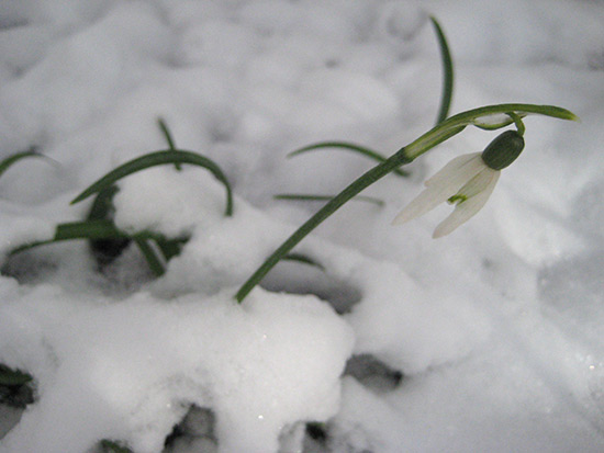 041514_Snowdrop