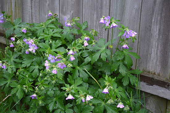 051514_Cranesbill