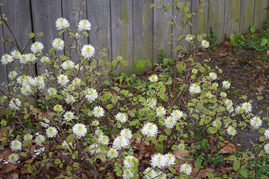 051514_Fothergilla