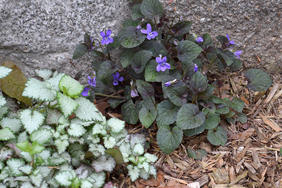 051514_Labador-Violets