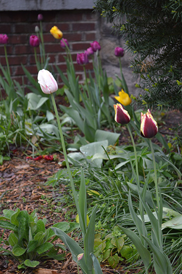 051514_Tulips-South-Bed