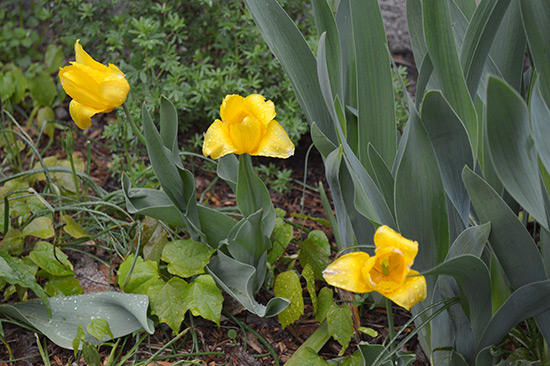 051514_Yellow-Tulips