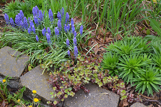 051514_alleybed-grape-hyacinth