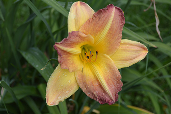 071514_Daylilly