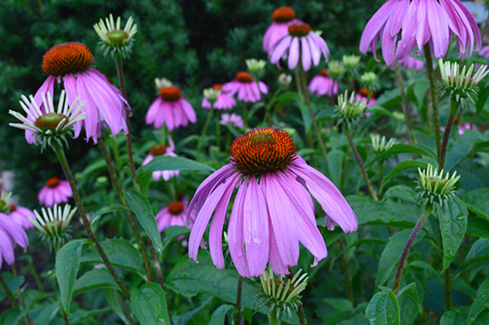 071514_coneflower