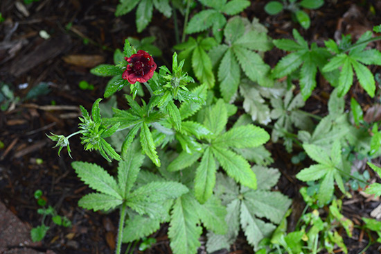 071514_himalayan-cinquefoil